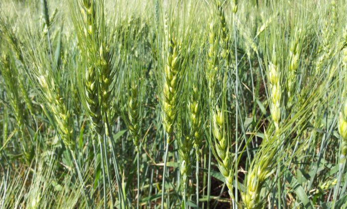 Wheat and rice can reduce yields due to climate change