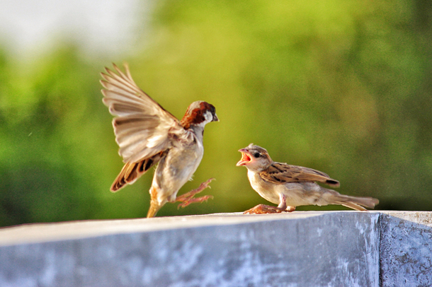 World Sparrow Day (March 20)